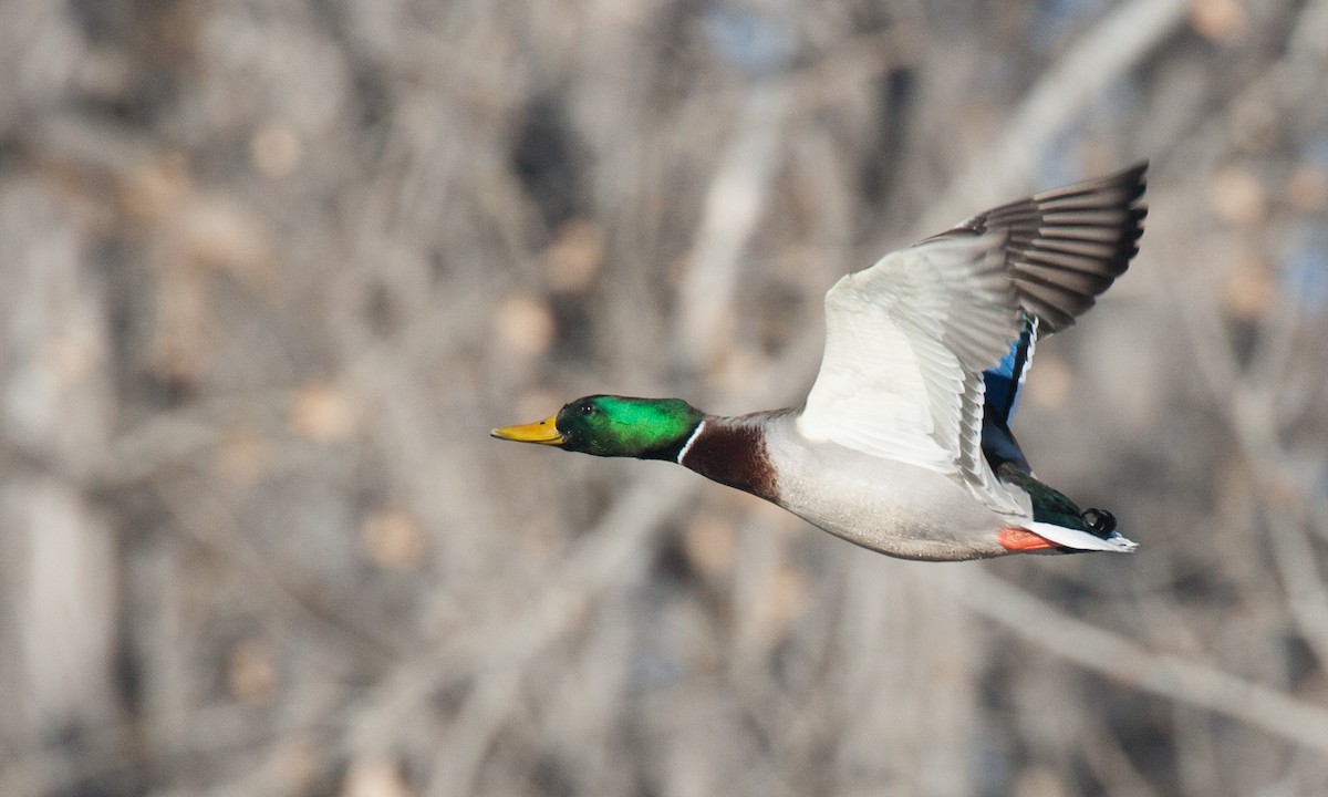 Mallard - ML27736891