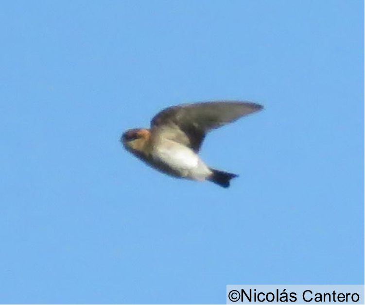 Golondrina Cabecicastaña - ML277369161