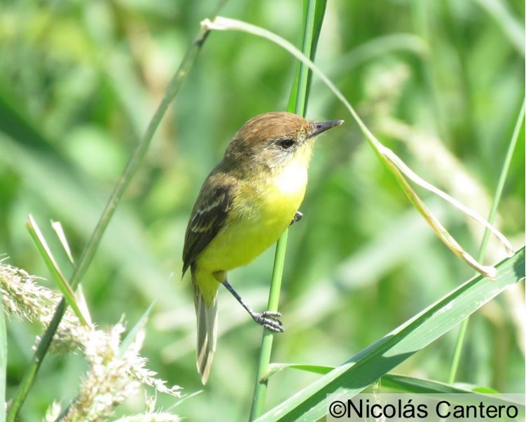 Warbling Doradito - Nicolás Cantero Wildlife PY