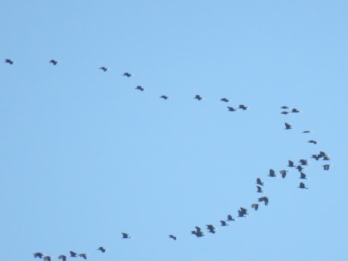 Bare-faced Ibis - Nicolás Cantero Wildlife PY