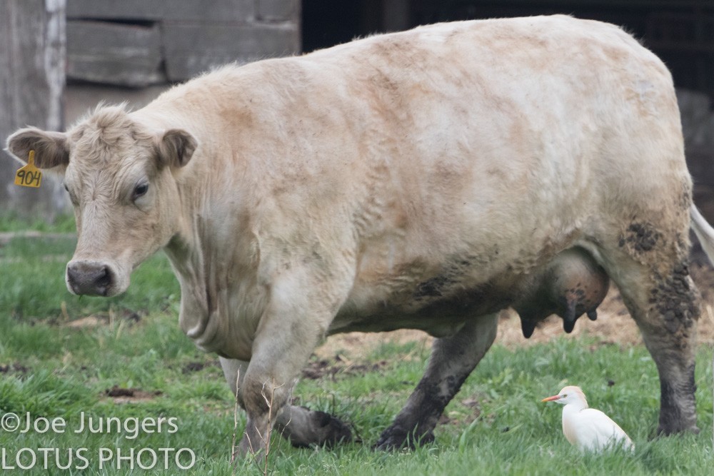 Western Cattle Egret - ML27737031