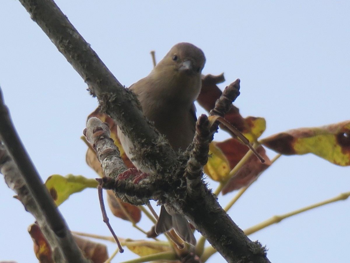 Townsend's Solitaire - Linda Kaye