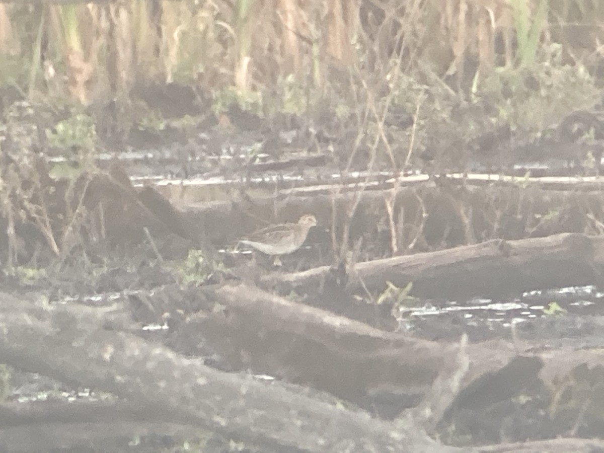 Pectoral Sandpiper - ML277372551