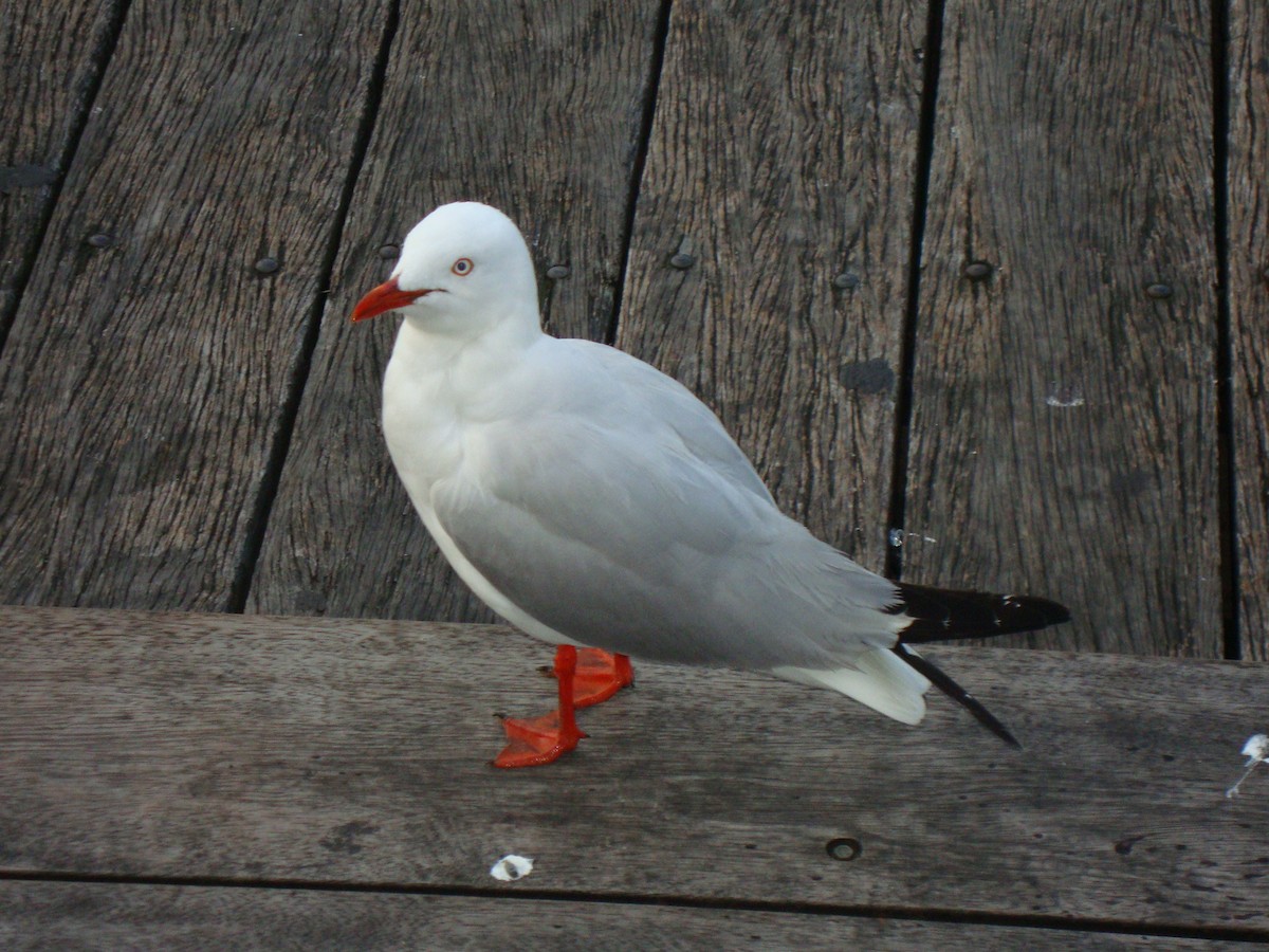Silver Gull - Kalpesh Krishna