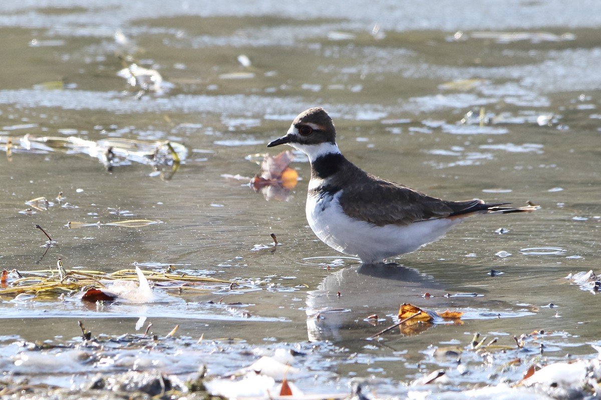 Killdeer - ML277374281