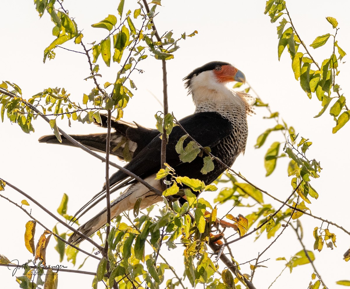 Crested Caracara (Northern) - ML277374361