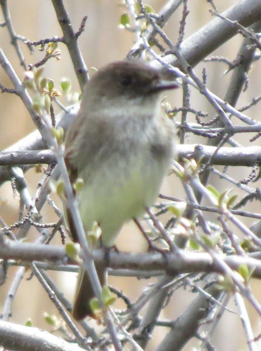 Eastern Phoebe - JoAnn Potter Riggle 🦤