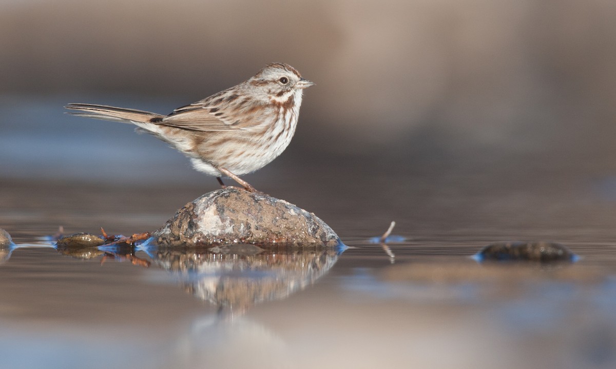 Song Sparrow - Chris Wood