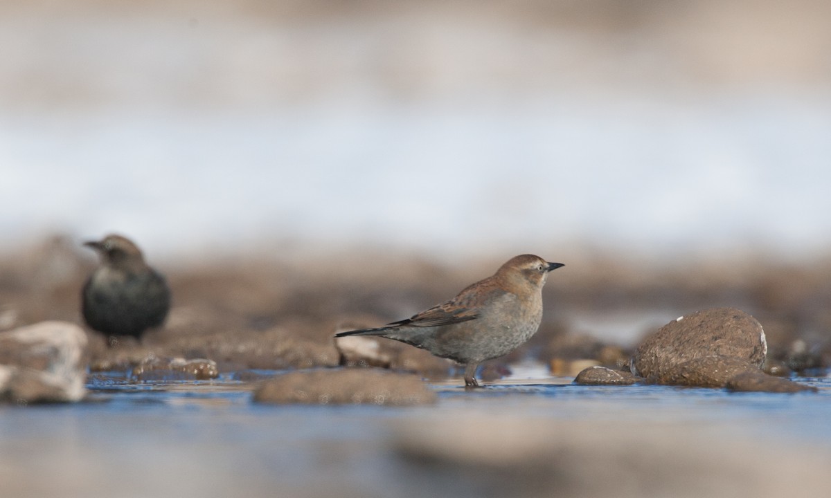 Rusty Blackbird - ML27737561