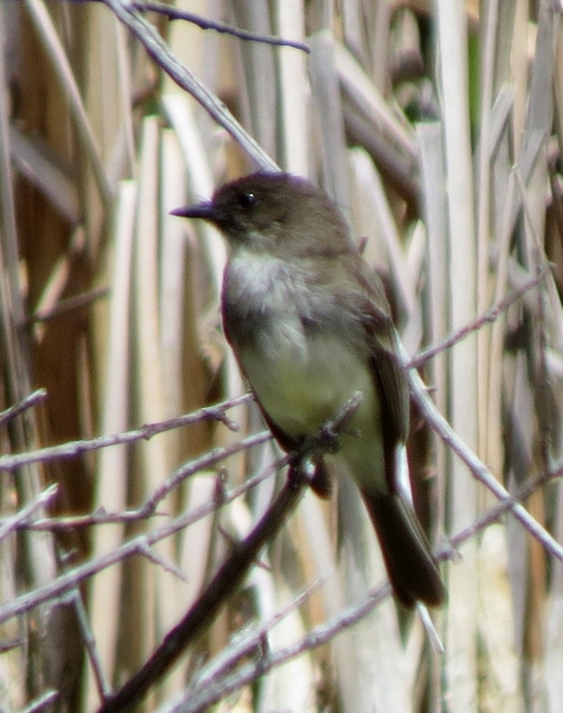 Eastern Phoebe - JoAnn Potter Riggle 🦤