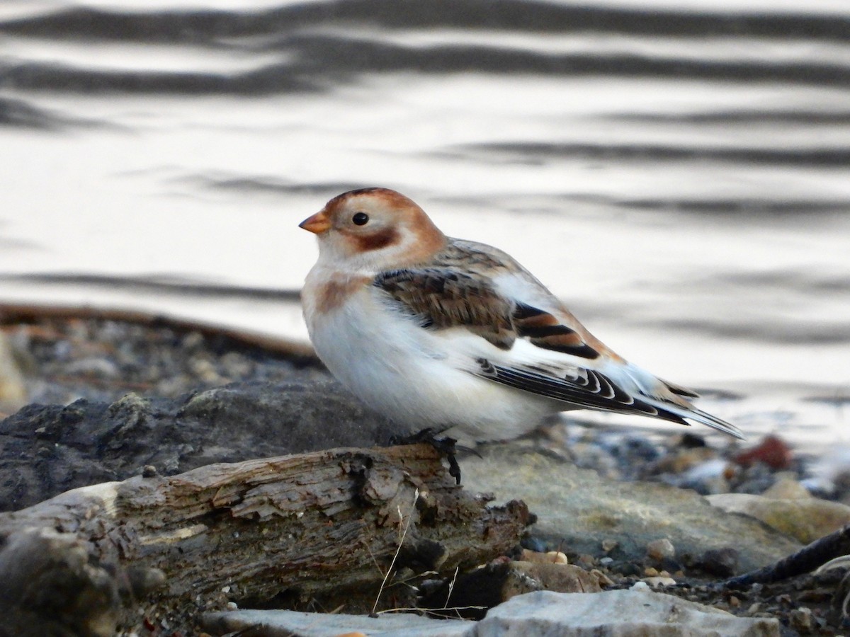 Snow Bunting - Thomas Kirby