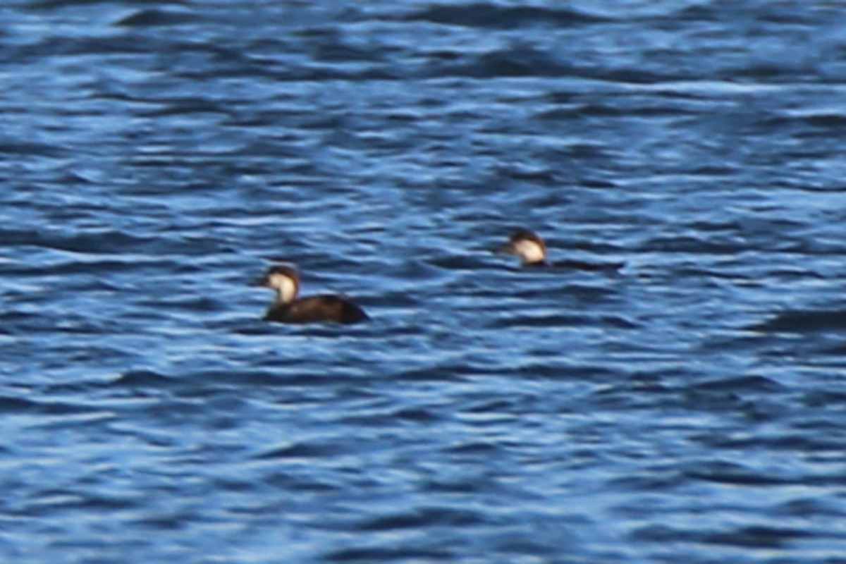 Black Scoter - ML277376331