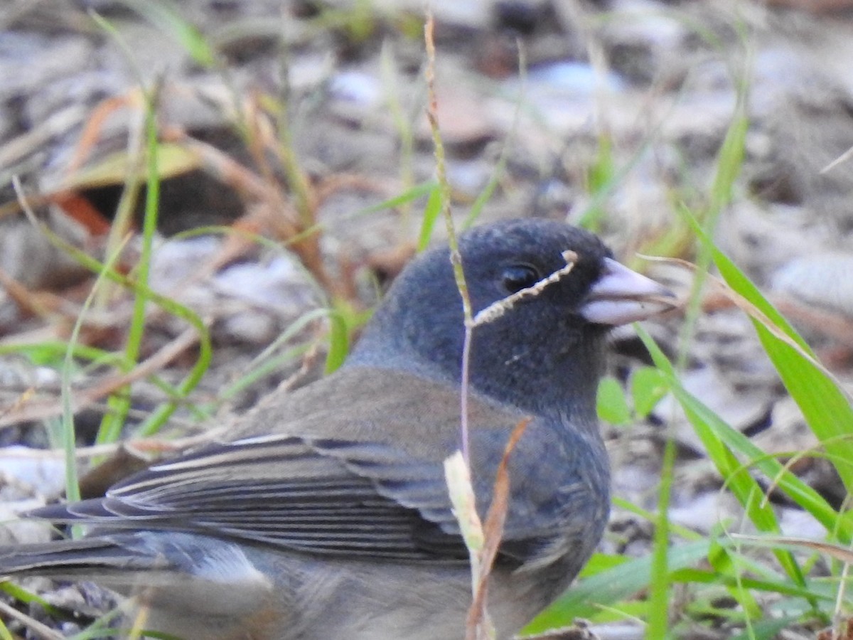 Dark-eyed Junco - ML277378451