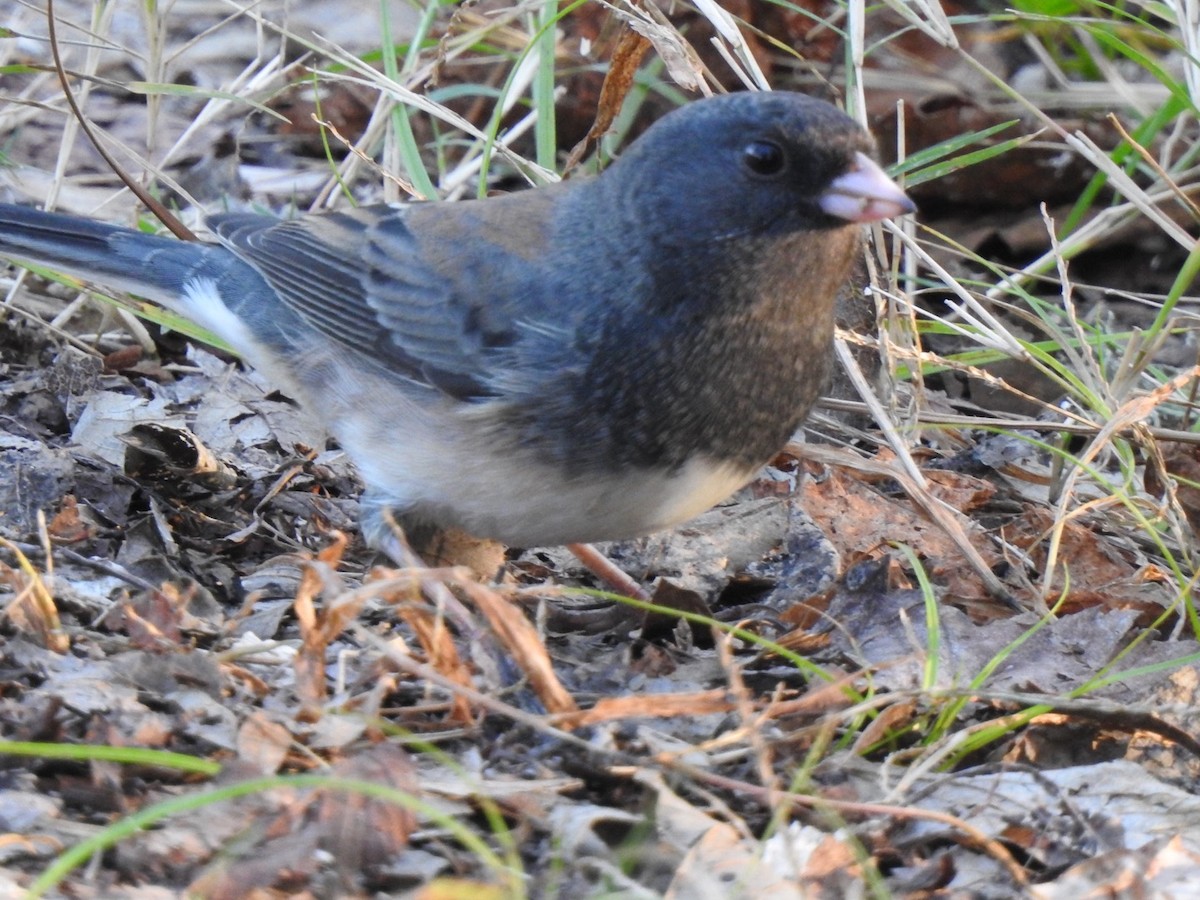 Dark-eyed Junco - ML277378591