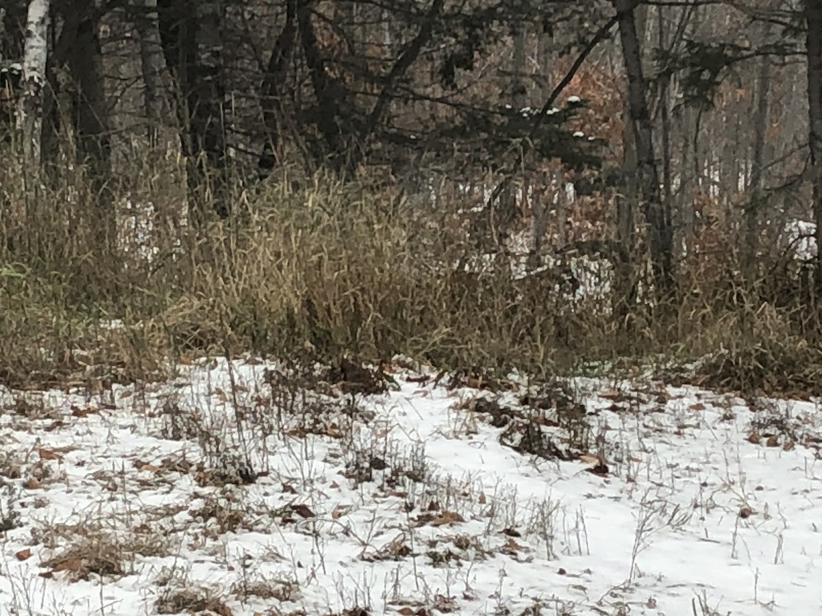 Common Redpoll - ML277380031