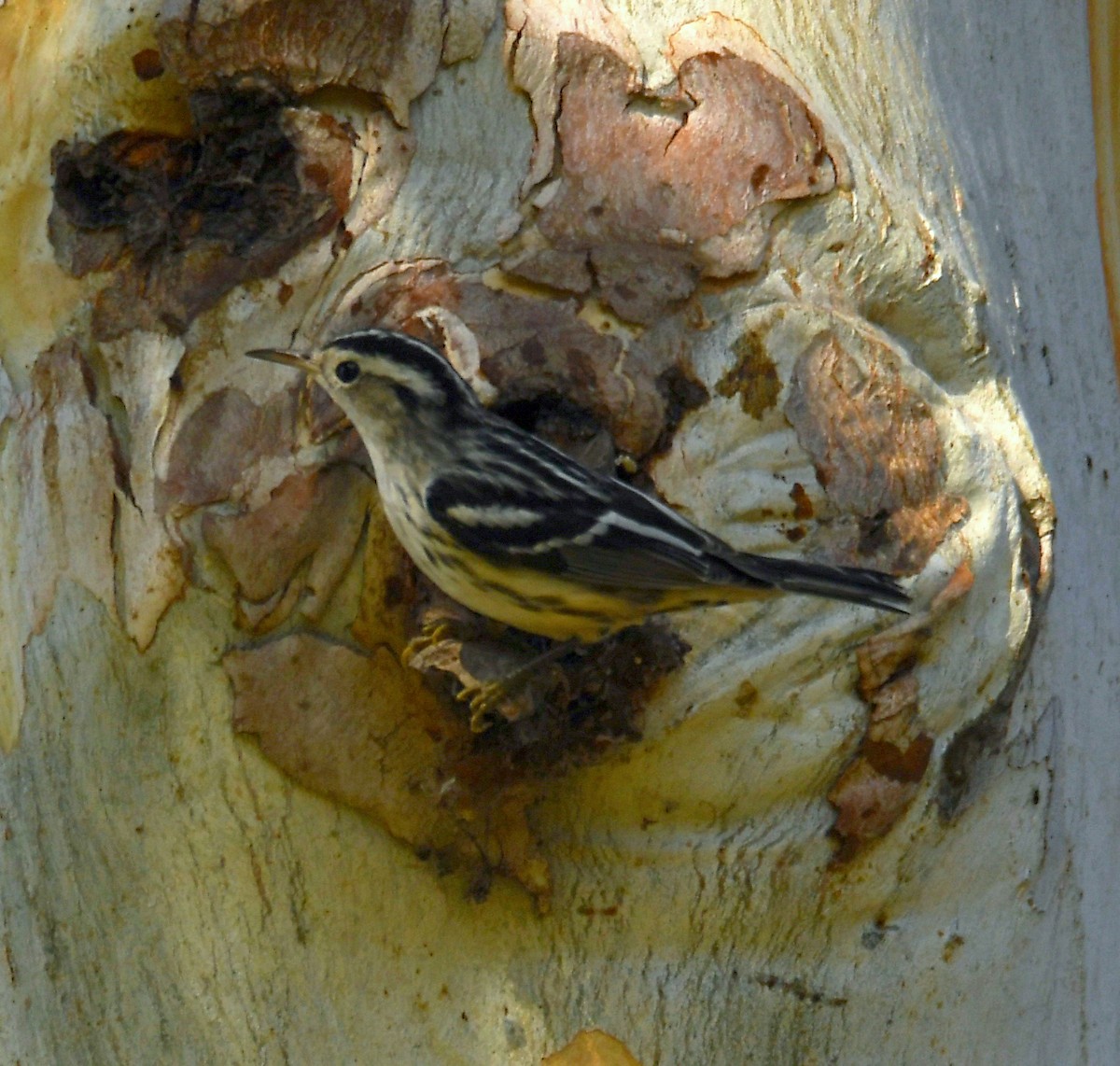 Black-and-white Warbler - ML277380201
