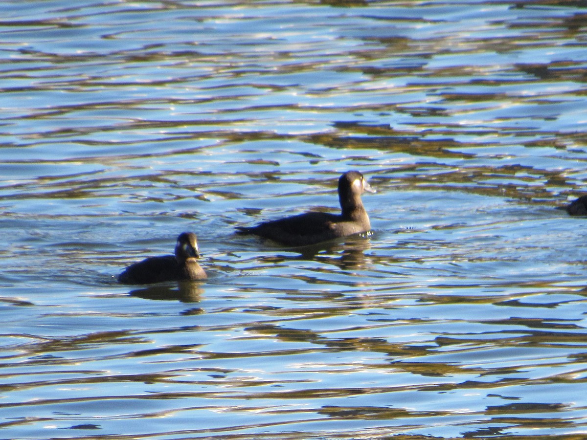 Surf Scoter - ML277380461