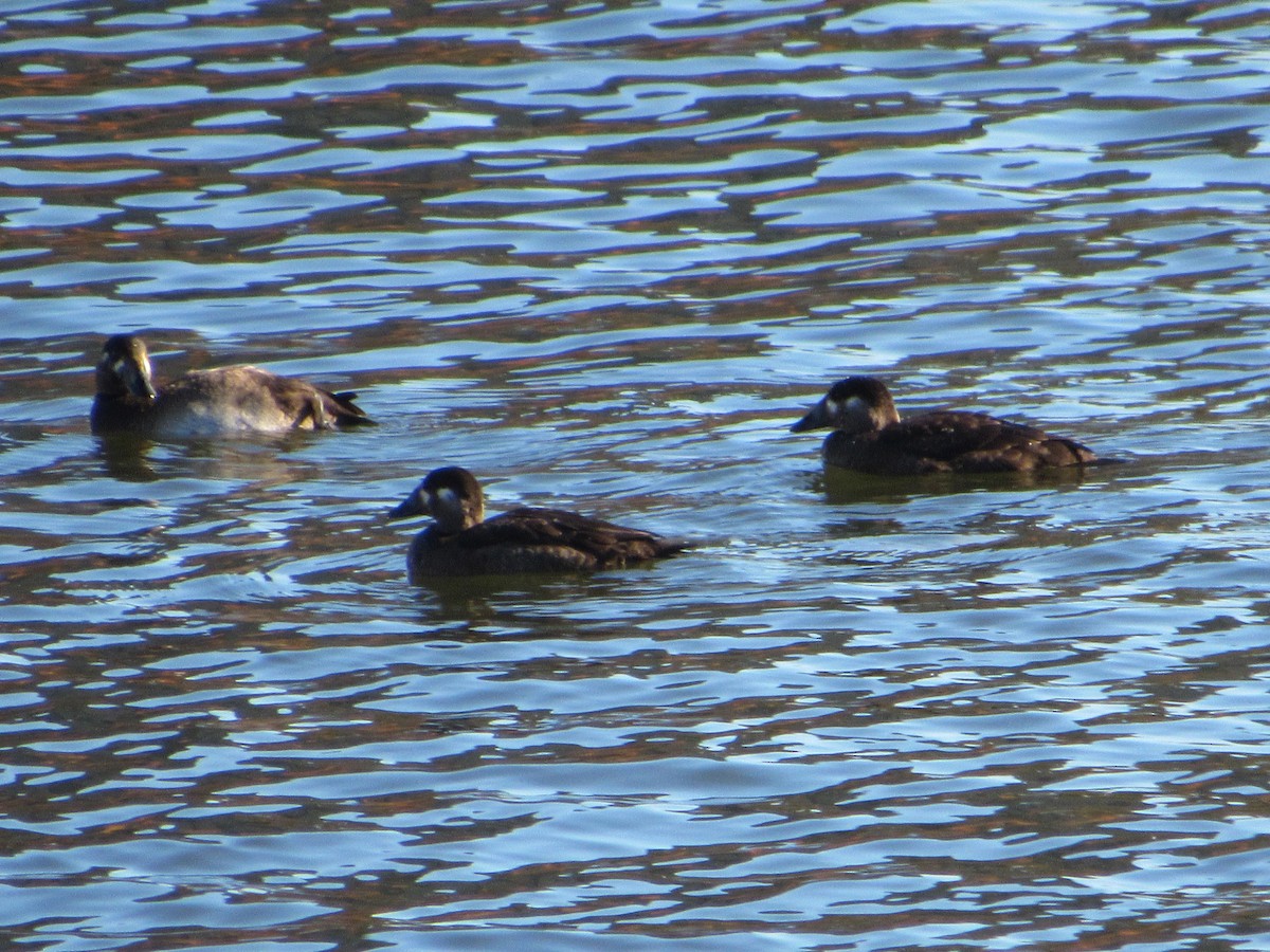 Surf Scoter - ML277380471