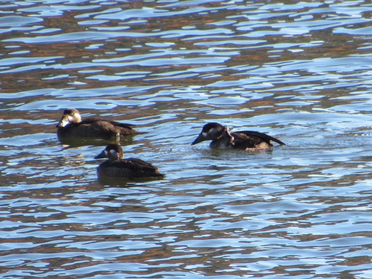 Surf Scoter - ML277380481