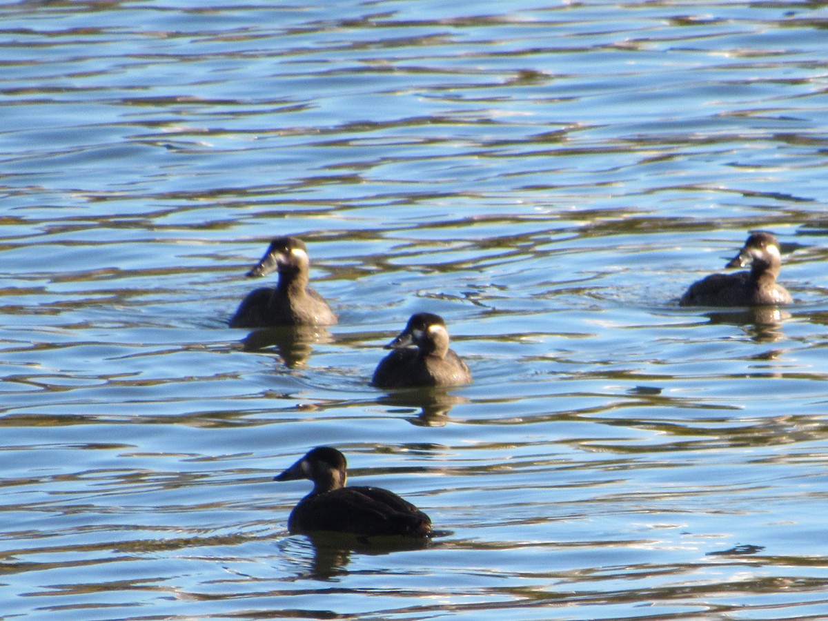 Surf Scoter - ML277380511