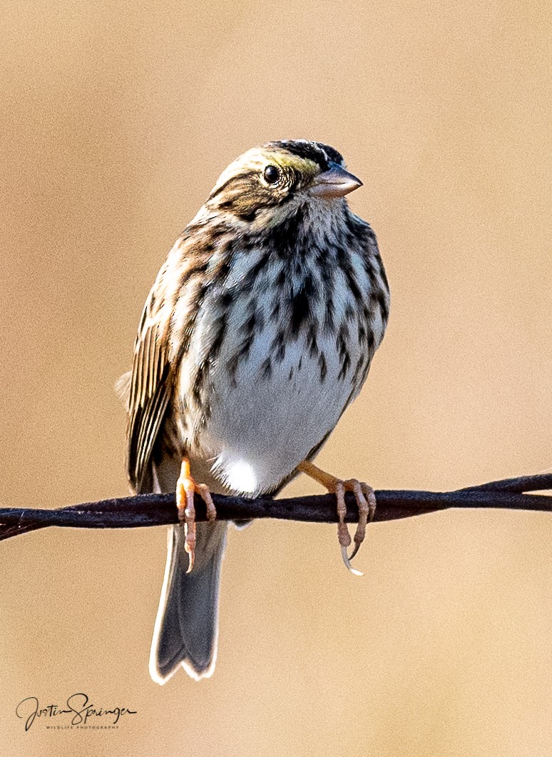 Savannah Sparrow - ML277382121