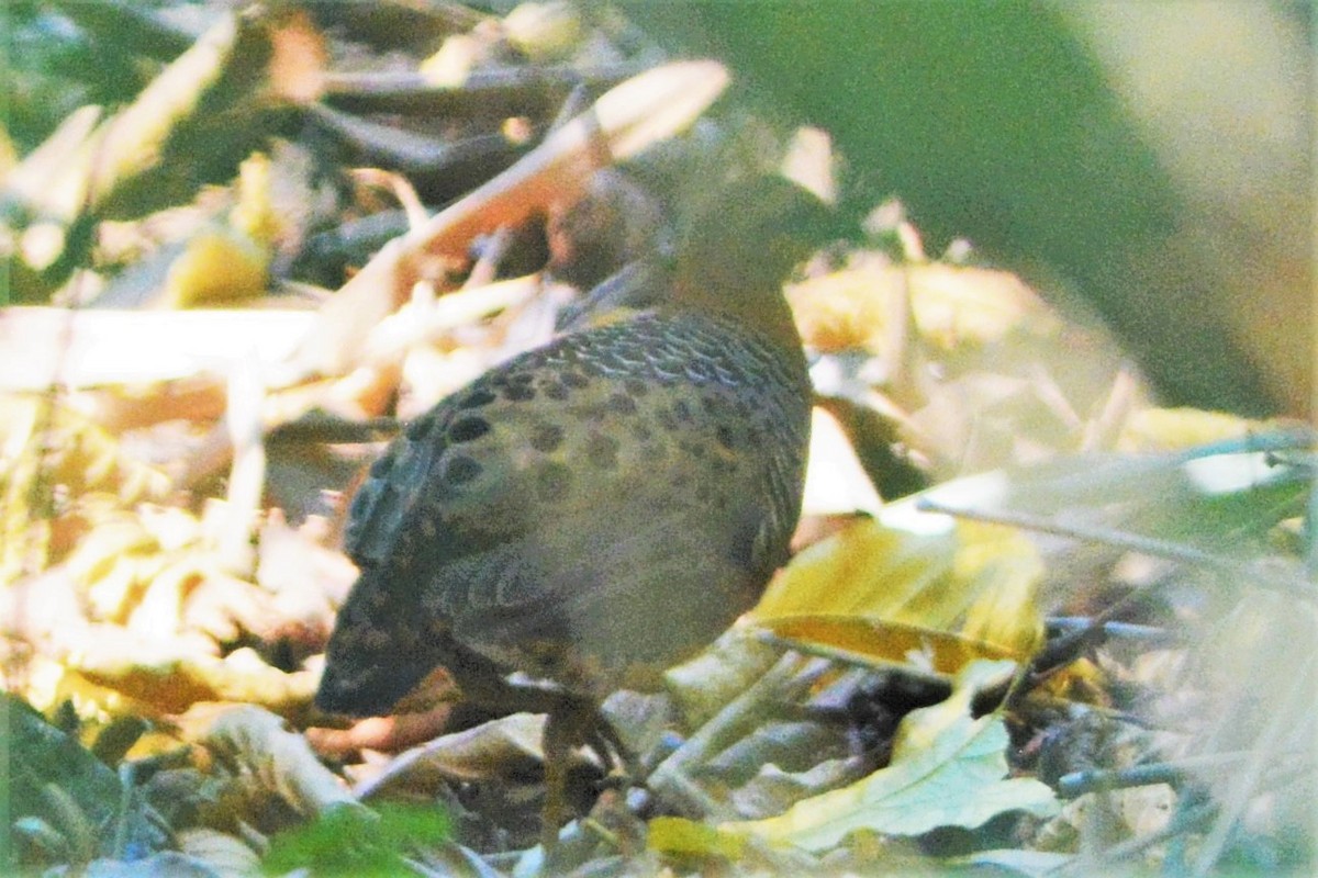 Ferruginous Partridge - ML27738301