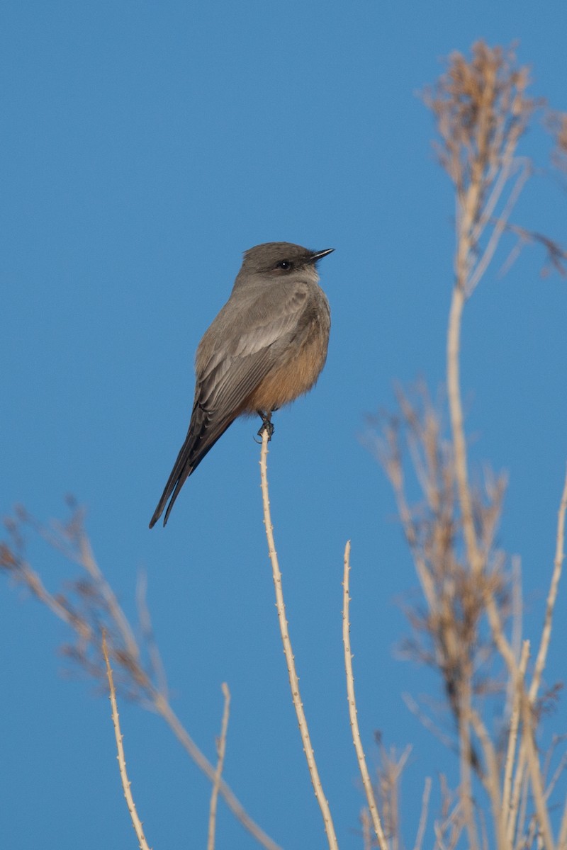 Say's Phoebe - ML27738311