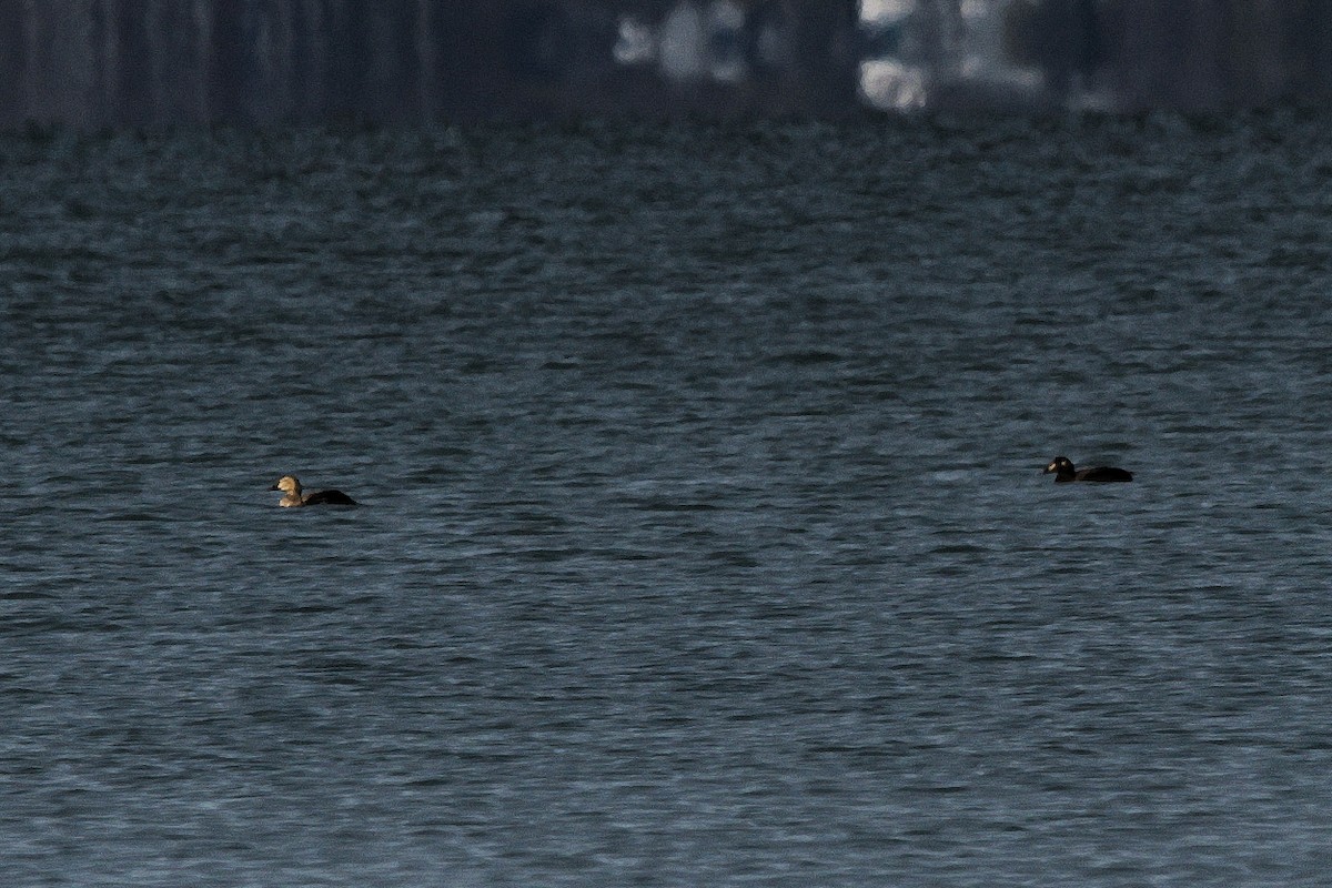 White-winged Scoter - Jocelyn Dubé