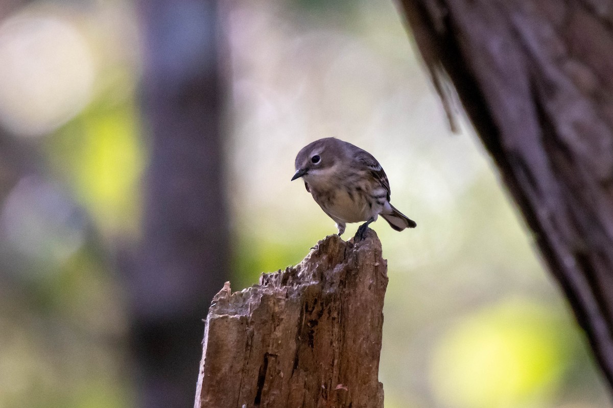 Пісняр-лісовик жовтогузий (підвид coronata) - ML277386181