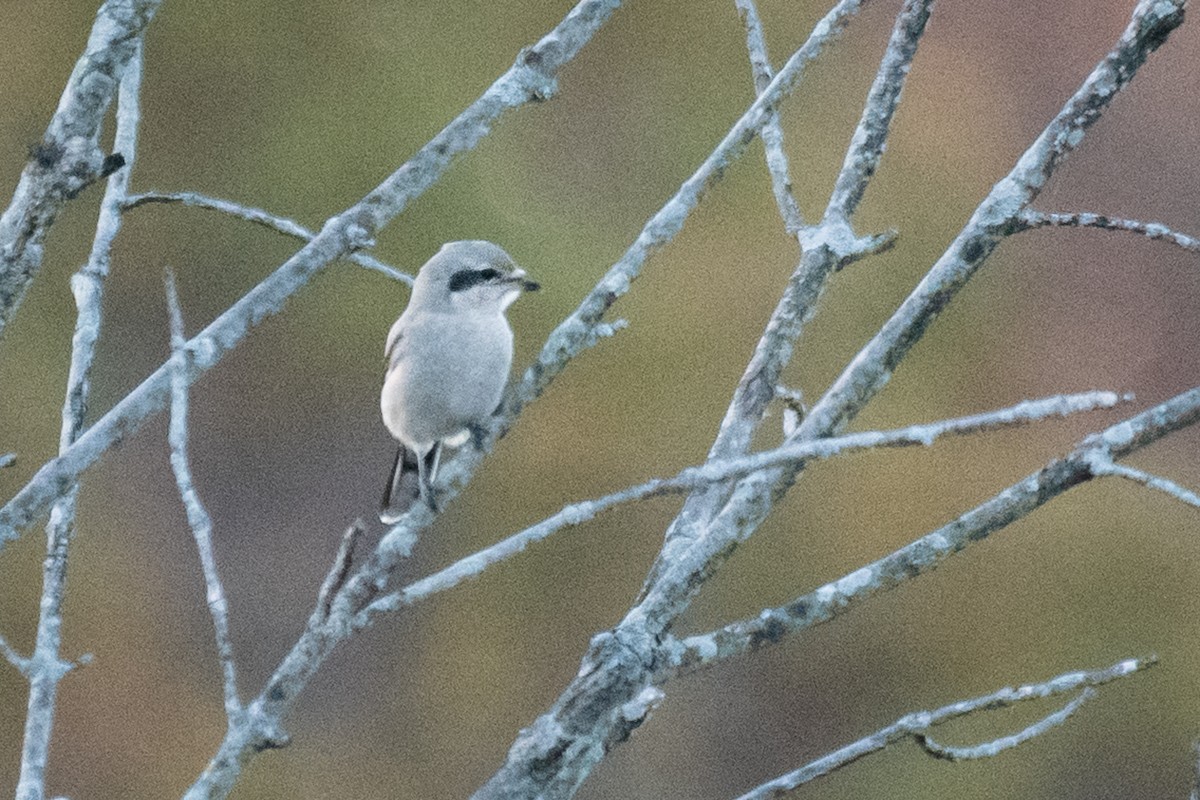 Northern Shrike - Adam Jackson