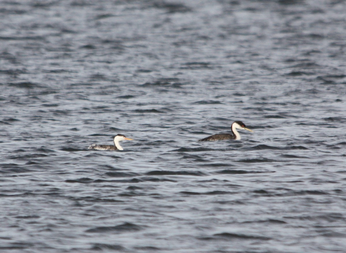 Clark's Grebe - Zach DuFran