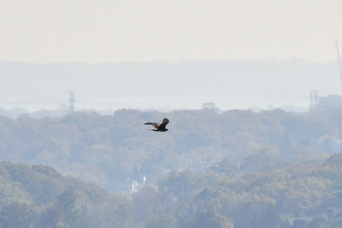 Northern Harrier - ML277388661