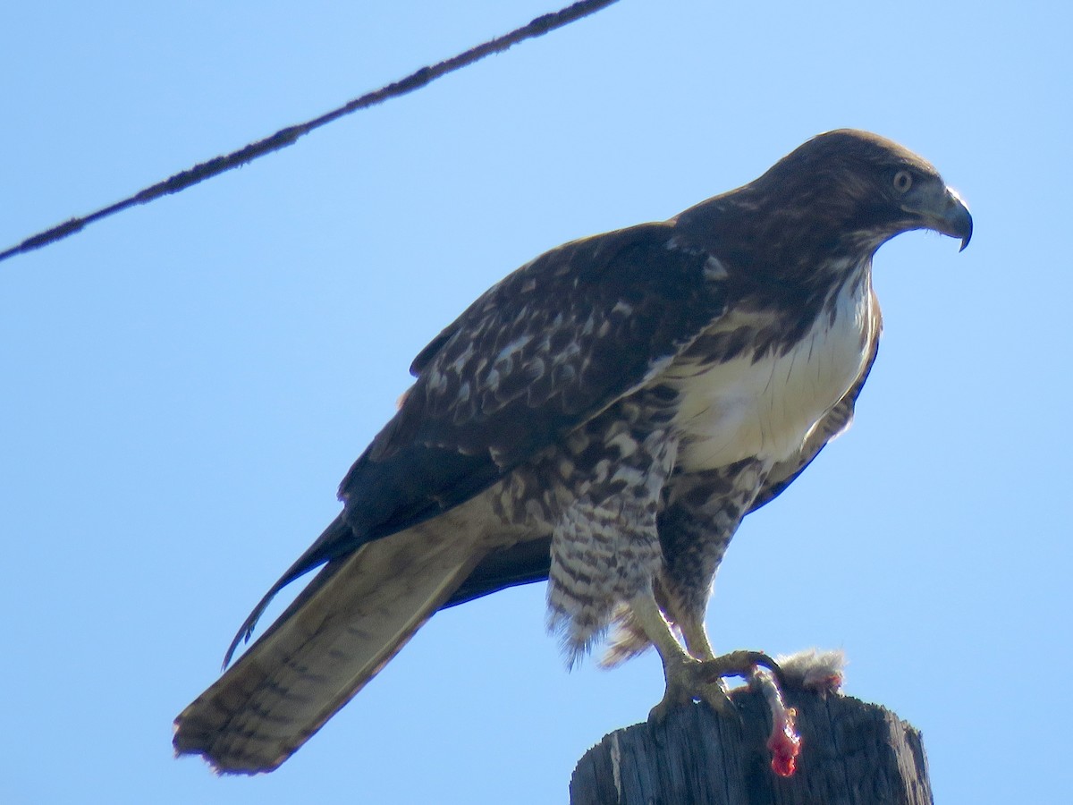 Red-tailed Hawk - ML277388771