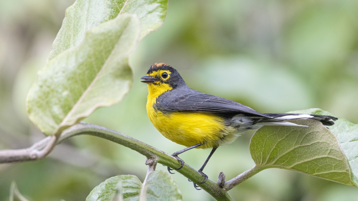 Spectacled Redstart - ML277391721