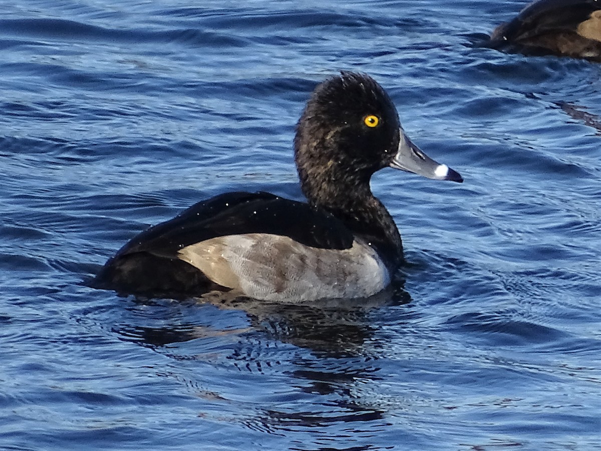 Ring-necked Duck - ML277393281