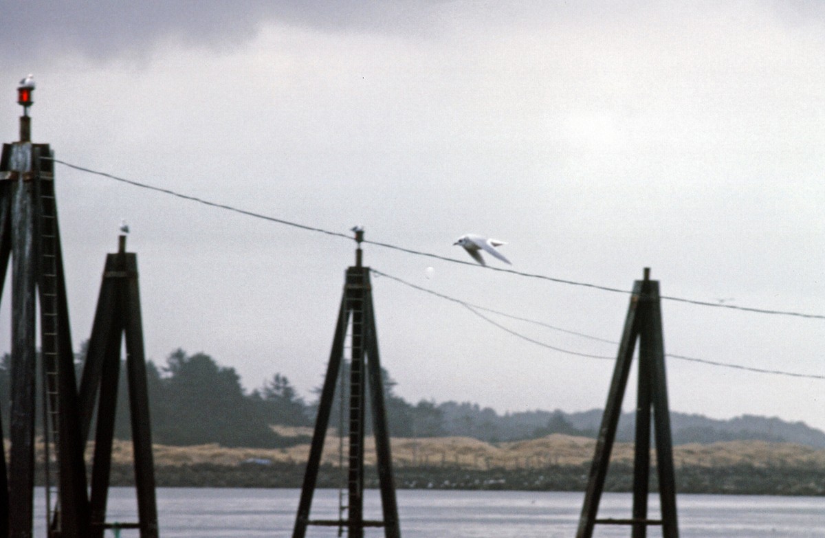 Ross's Gull - ML277394551