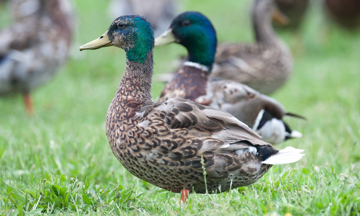 Mallard - Chris Wood