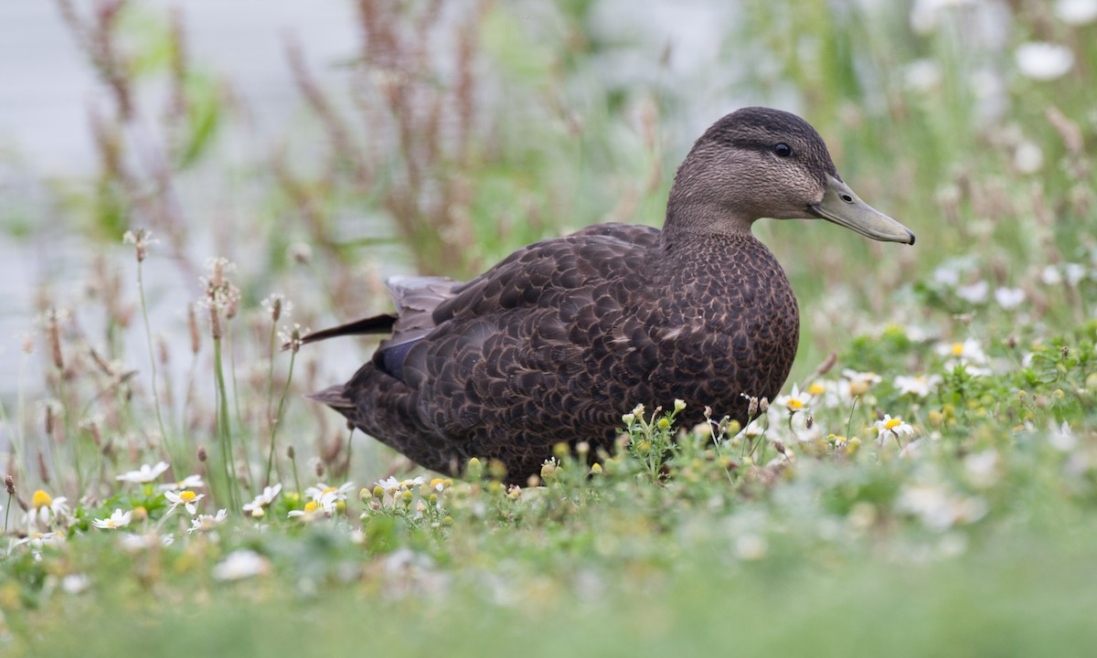 American Black Duck - Chris Wood