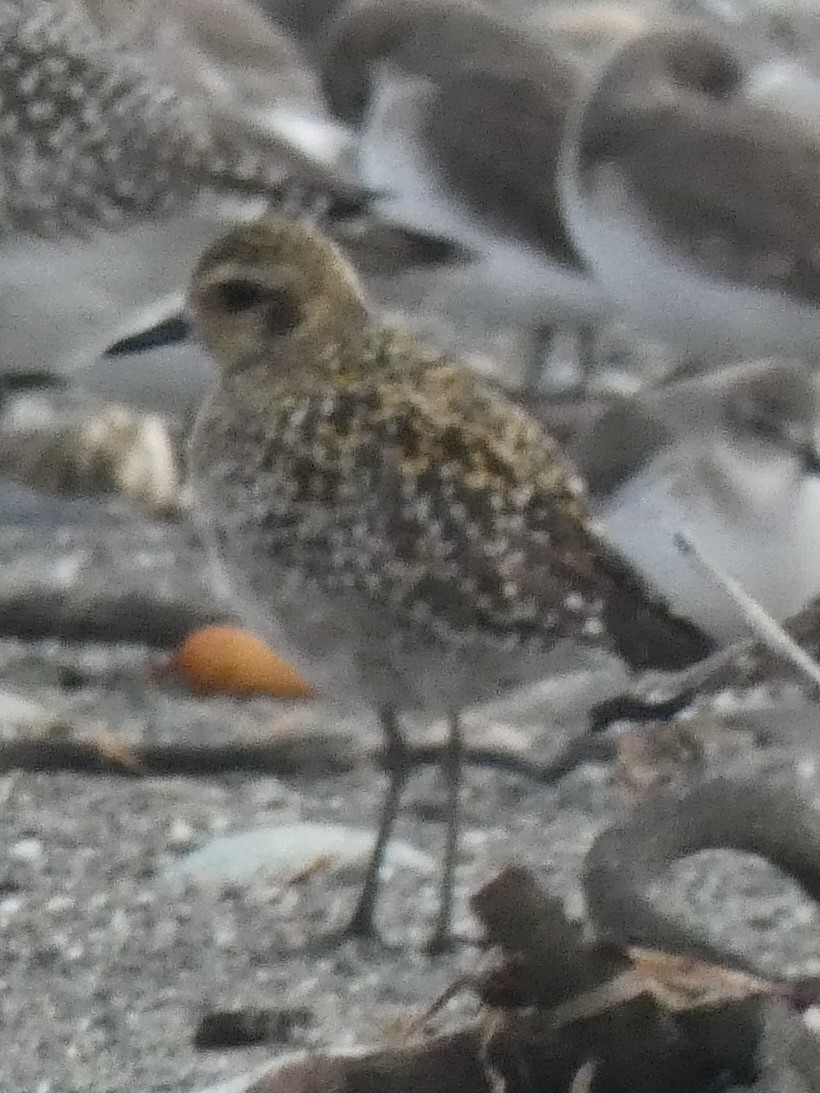 Pacific Golden-Plover - ML277399401