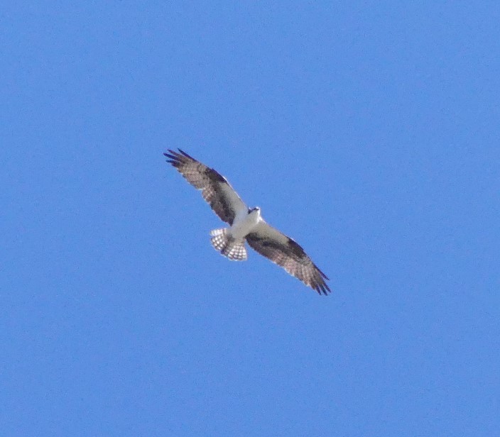 Osprey - ML277400661