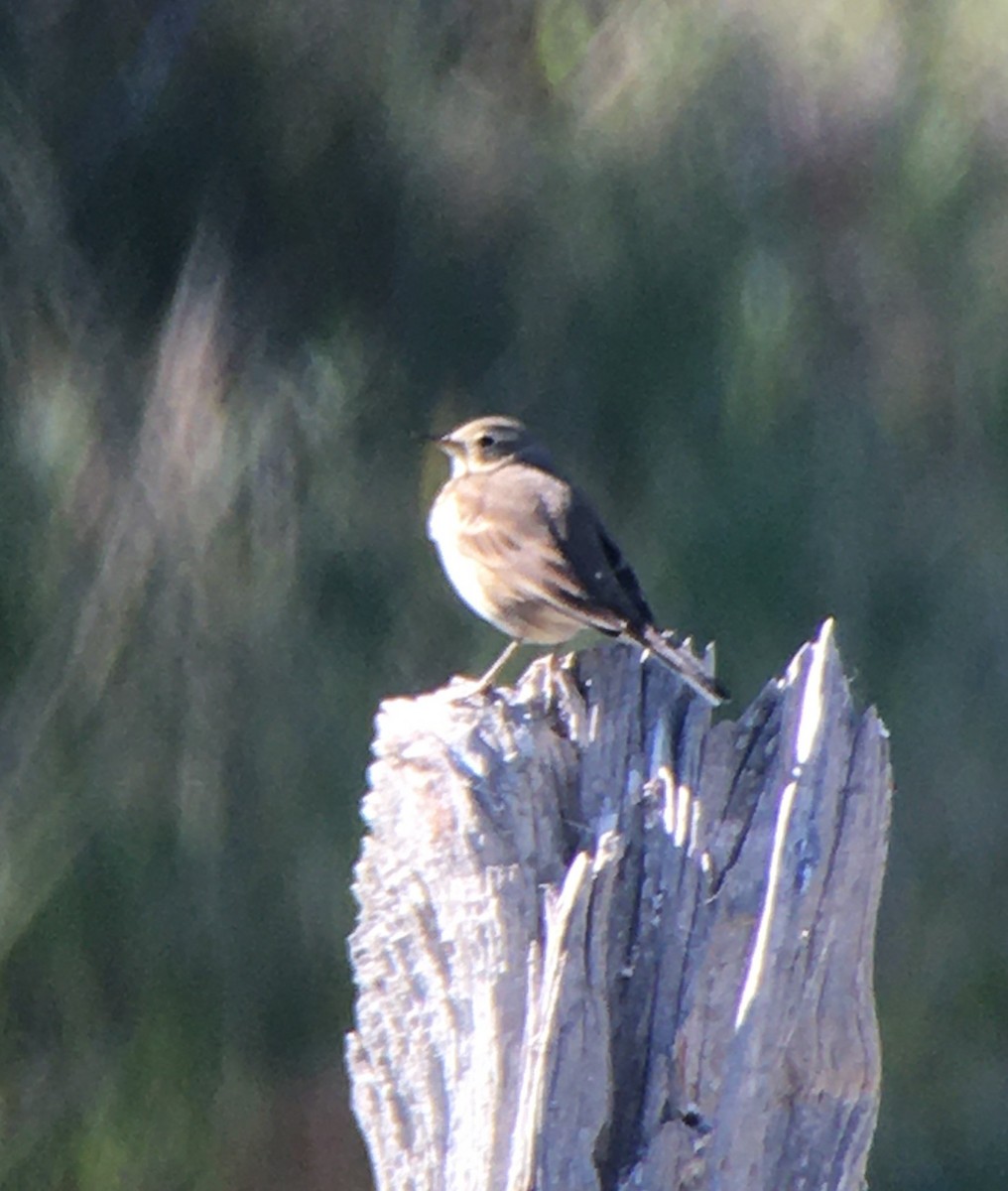 American Pipit - ML277401351