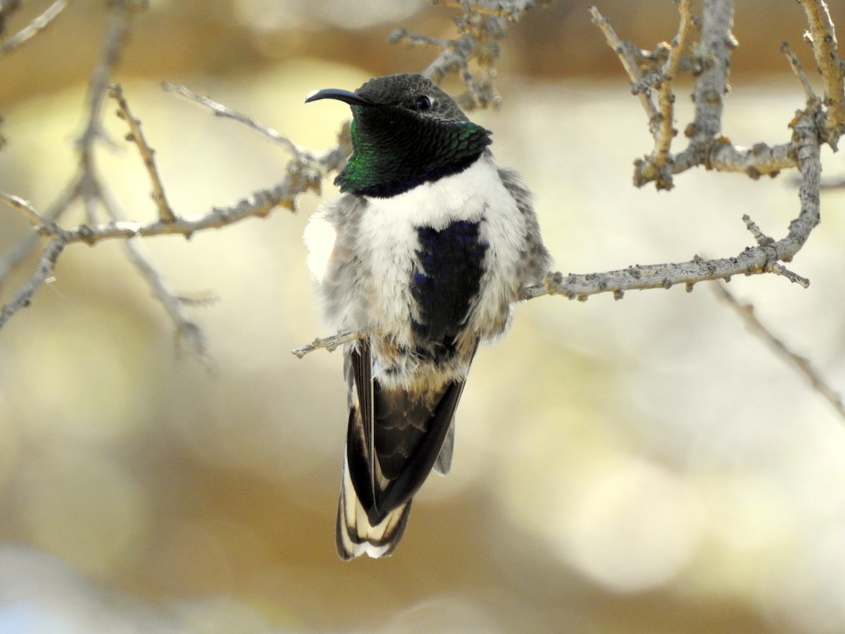 Colibrí Cordillerano - ML277401431