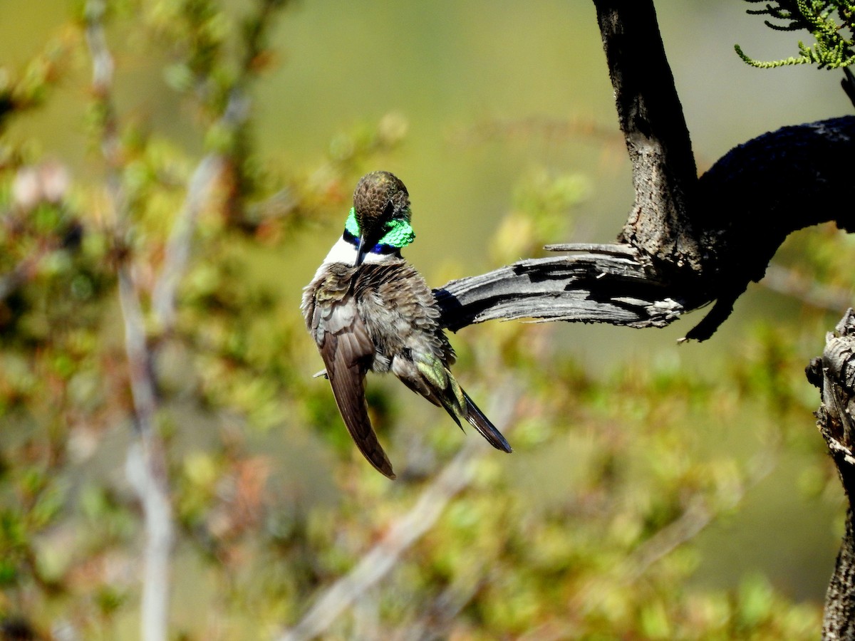 White-sided Hillstar - andrea vergne