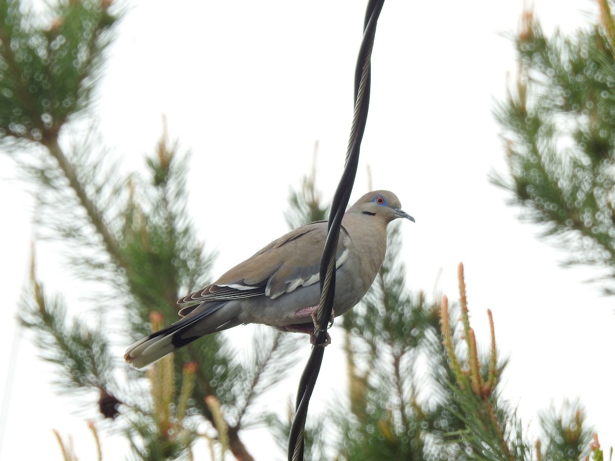White-winged Dove - Mary Rumple