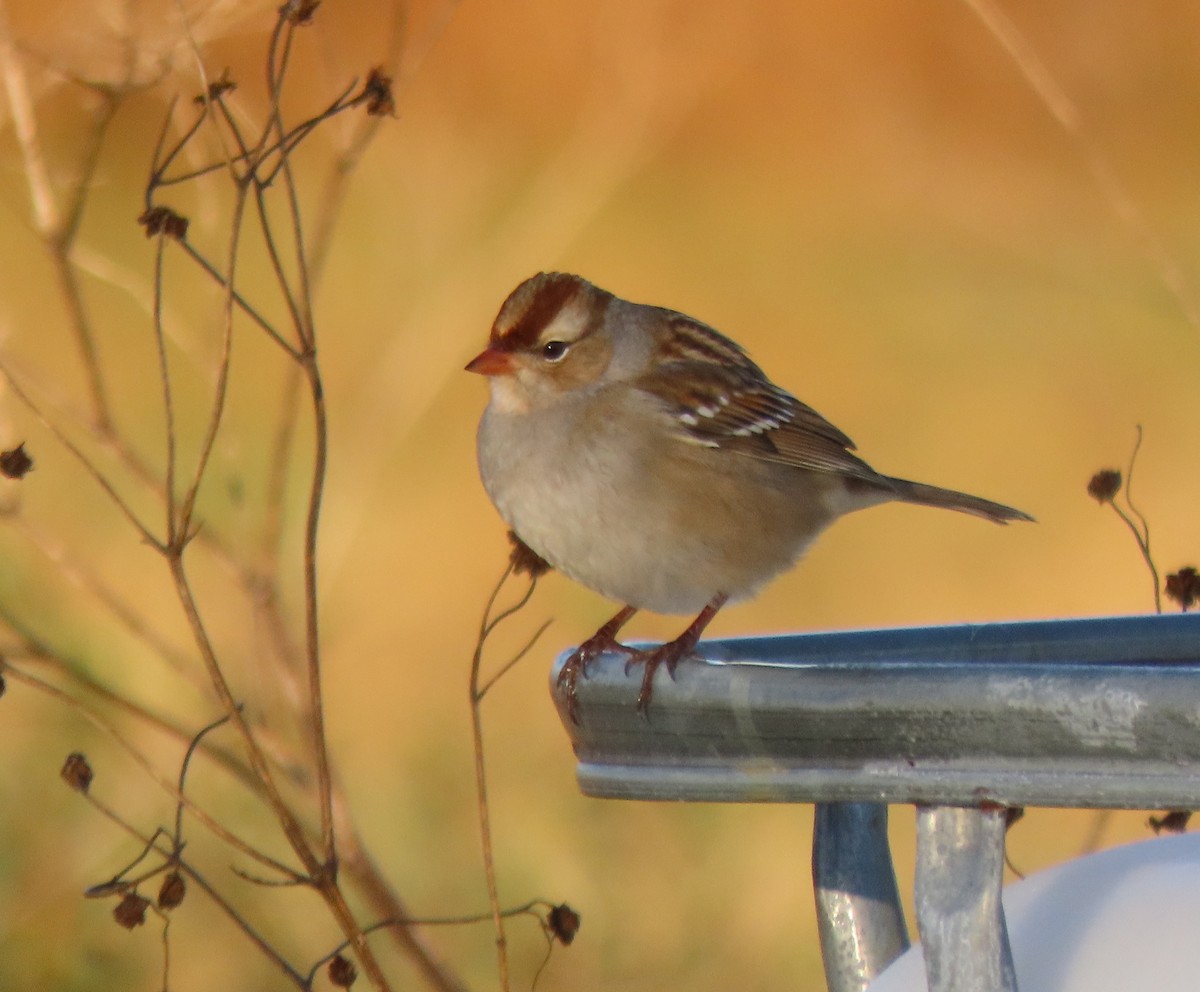 White-crowned Sparrow - stephen johnson  🦜