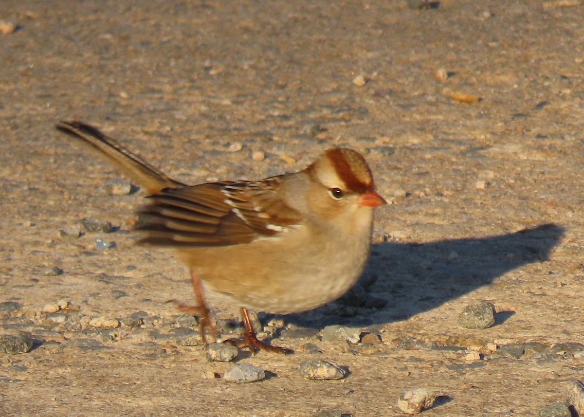 White-crowned Sparrow - stephen johnson  🦜