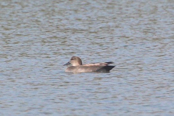 Gadwall - ML277408001