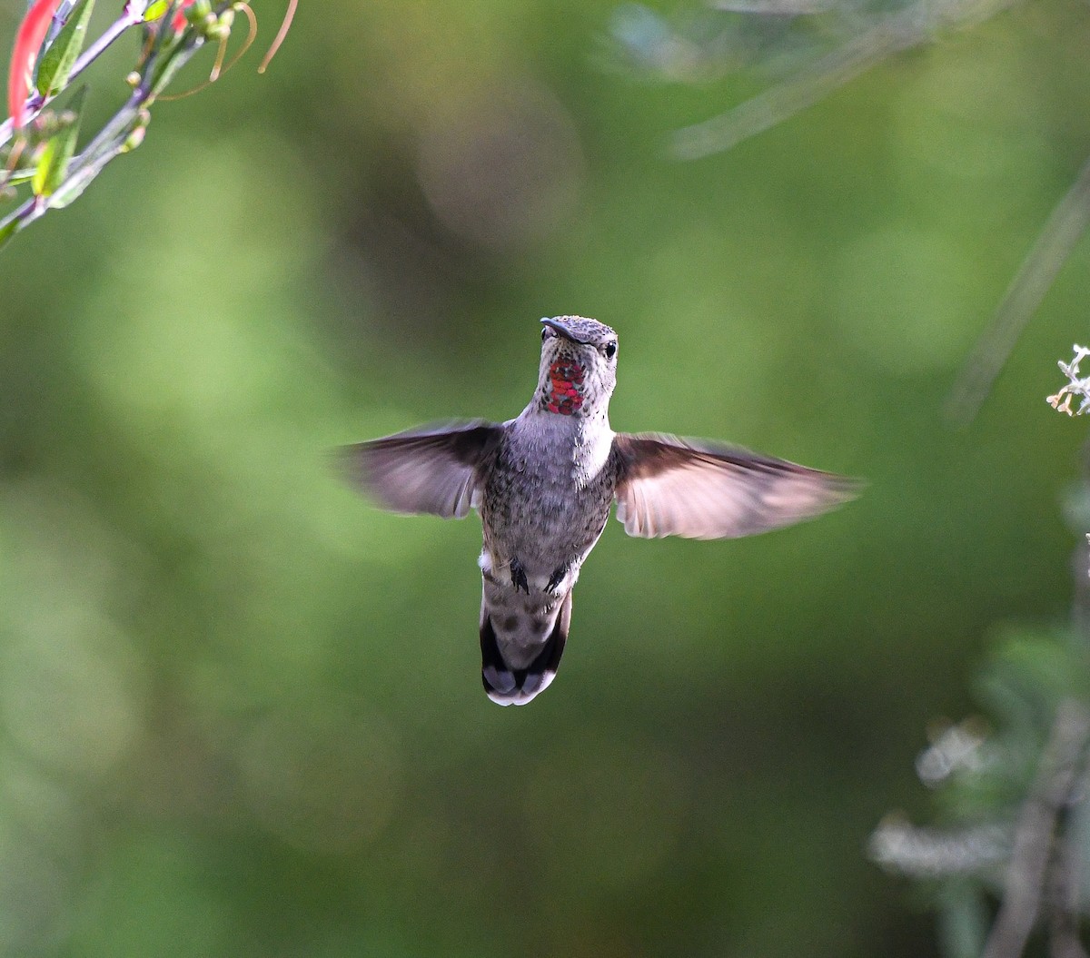 Anna's Hummingbird - ML277411751