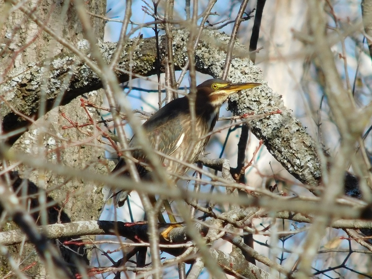 Green Heron - ML277411951