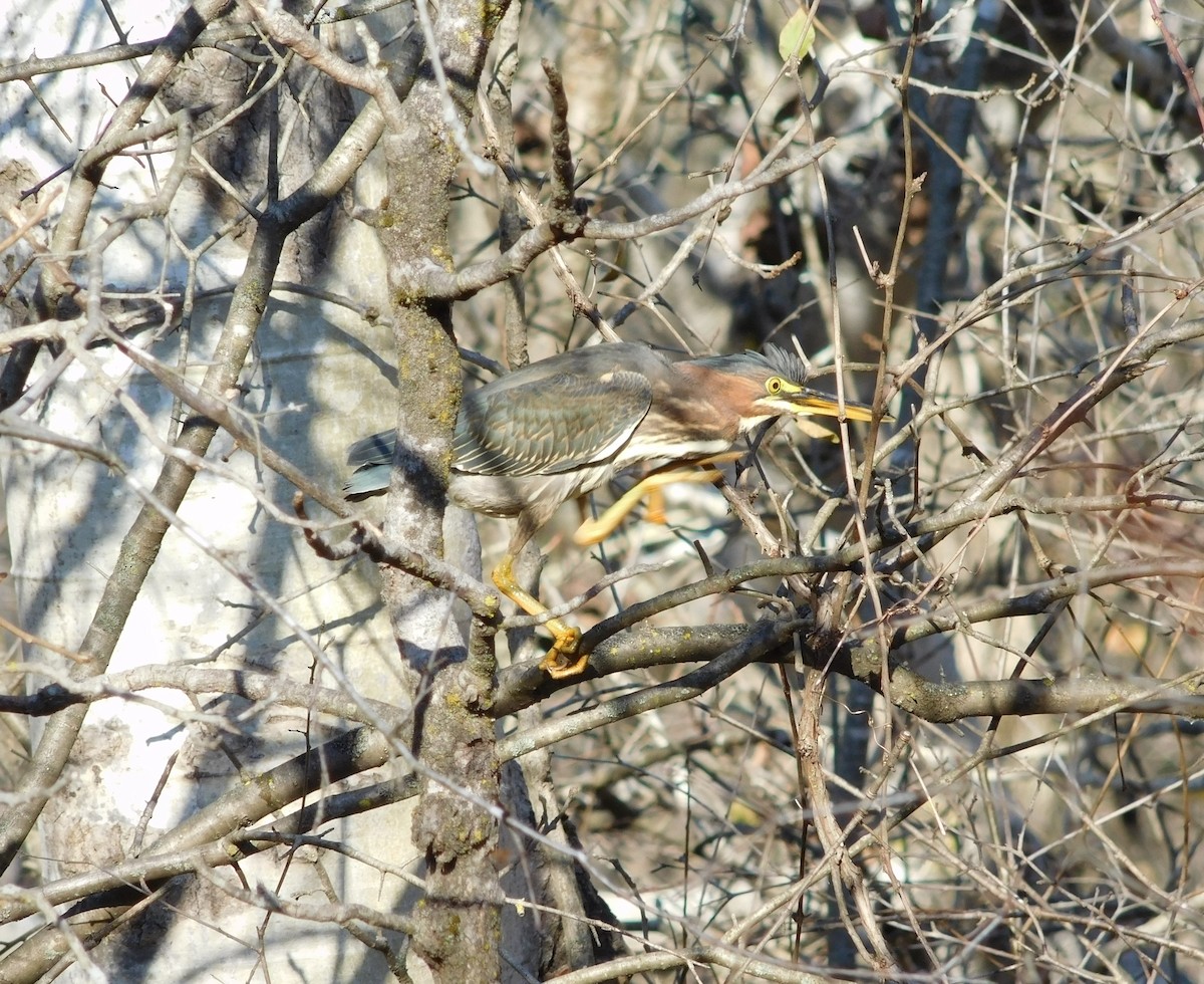 Green Heron - ML277412081